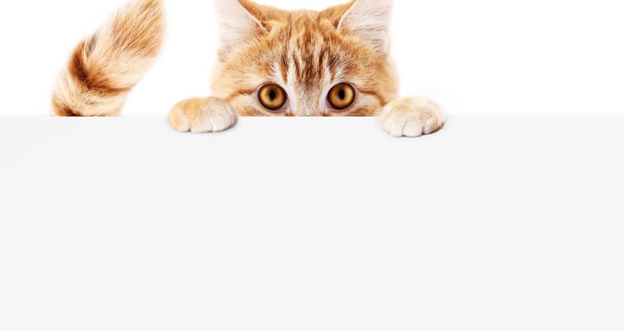 Warrior Cat Name She Cats Only