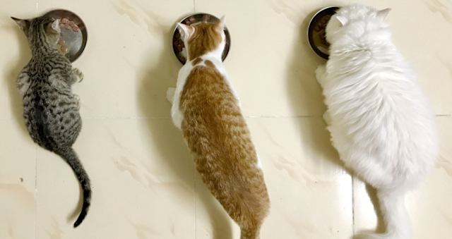 Which Cat Breed Matches Your Personality Classic Fm