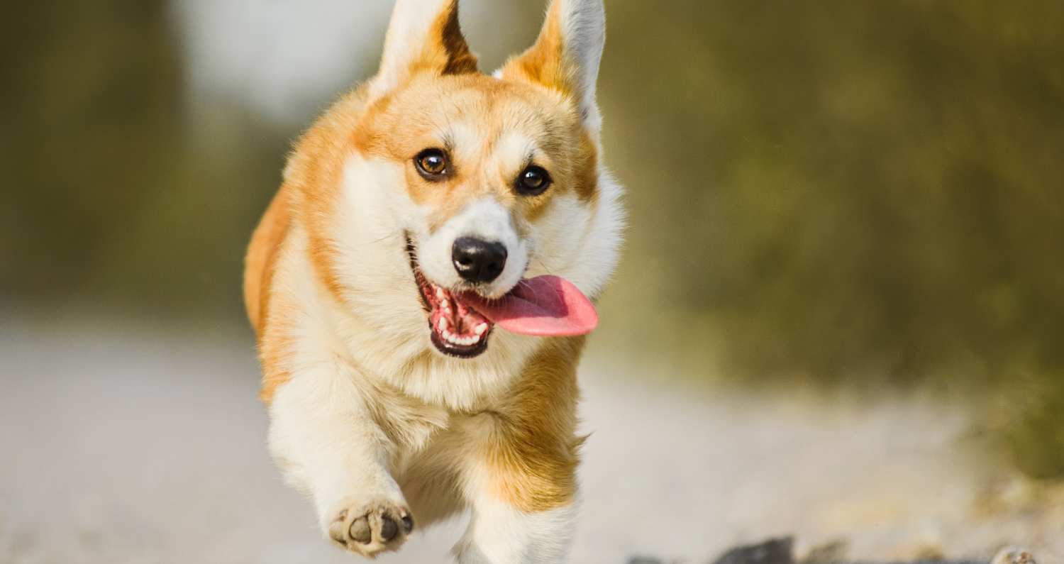 what type of dog am i quiz