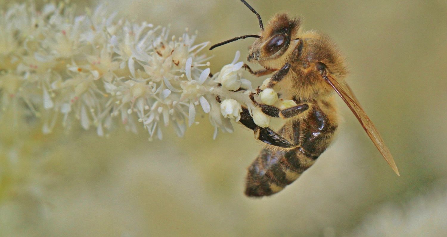 Quelle Est La Durée De Vie D'une Abeille Quel est le taux de mortalité des abeilles en France en 2018