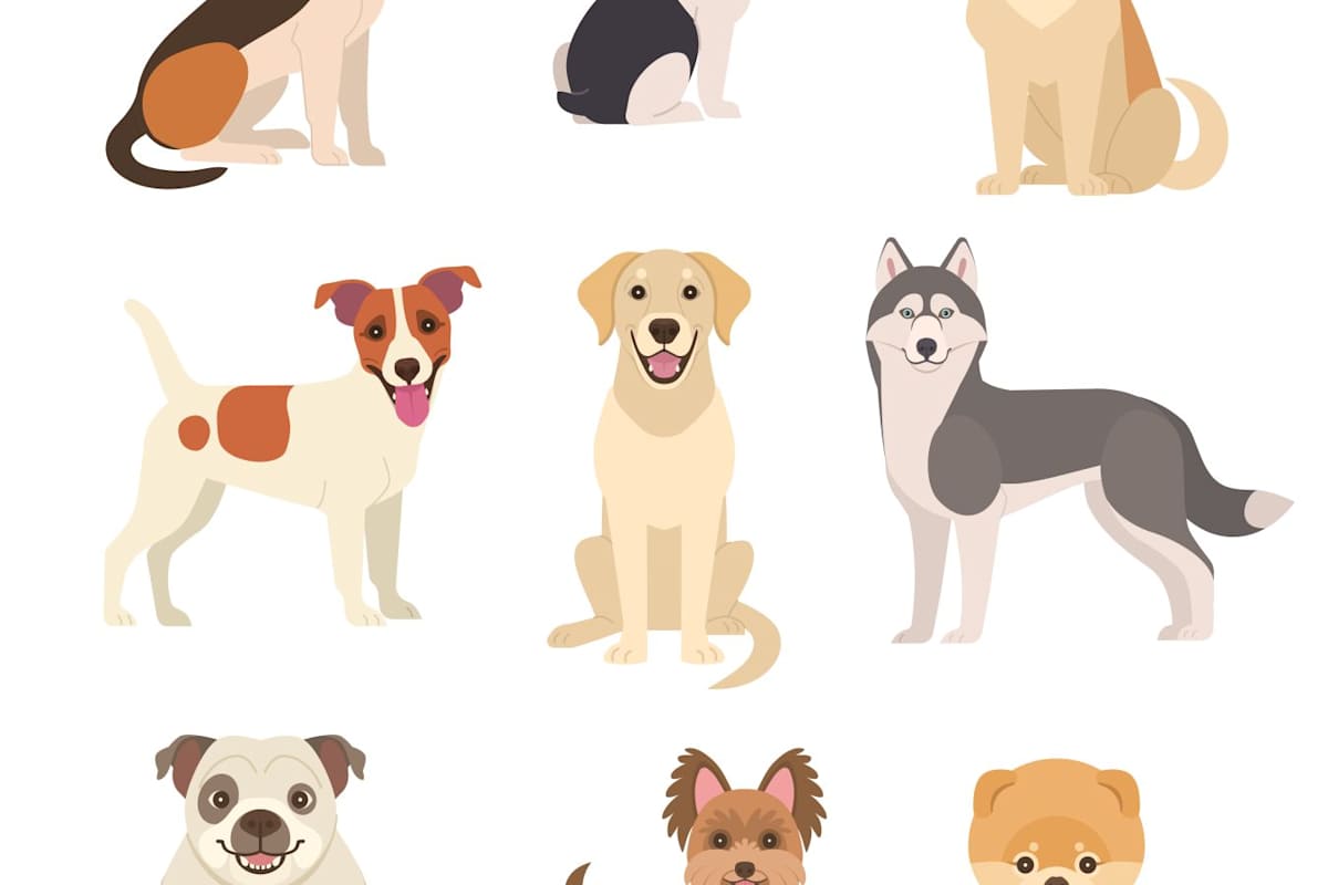 What Breed Of Dog Looks Like You