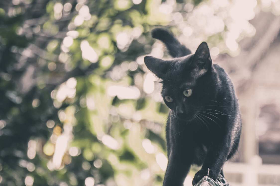 Warrior Cat Name Appearance Personality Quiz She Cats Warrior Cat Name Appearance Personality Quiz She Cats
