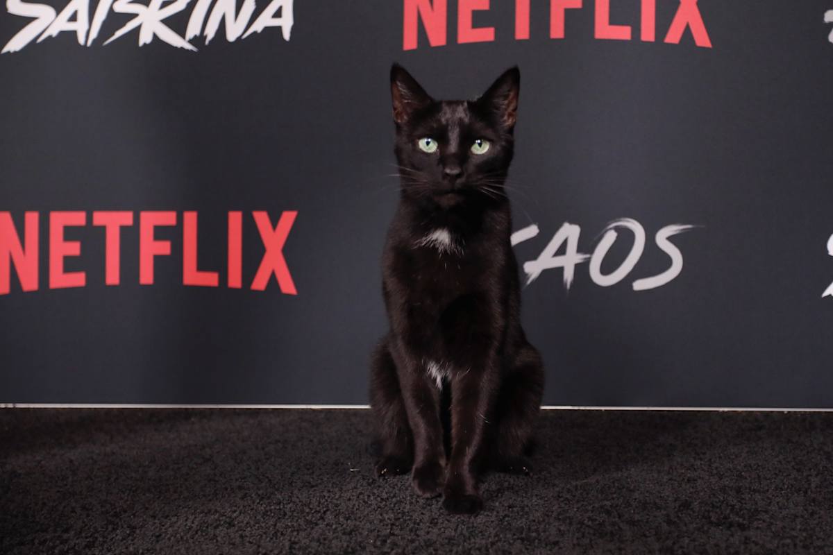 Journee Du Chat Connaissez Vous Bien Ces Chats Celebres Journee Du Chat Connaissez Vous Bien Ces Chats Celebres