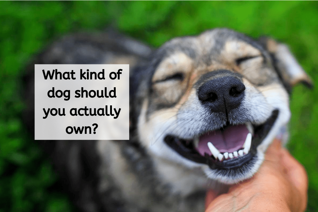 what kind of dog should i get