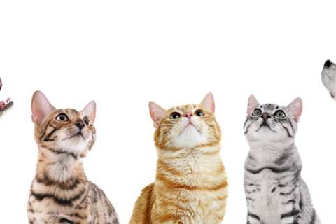 What Kind Of Cat Are You
