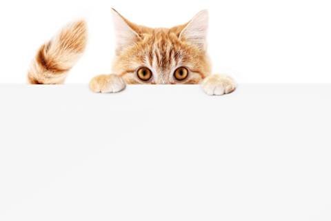 Warrior Cat Name She Cats Only