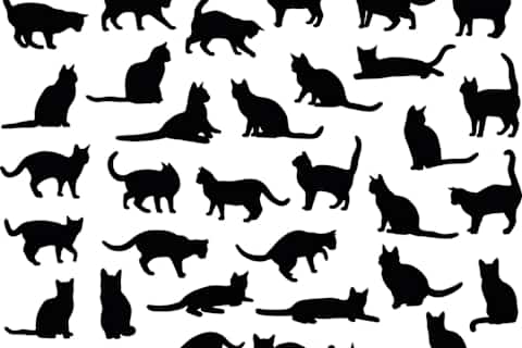 Girls Warrior Cats Names