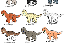 Whats Your Warrior Cat Name
