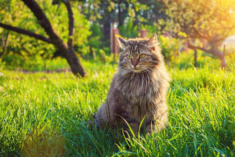 What Should Your Warrior Cat Name Be
