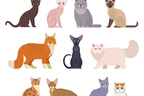 What Rare Neko Atsume Cat Are You