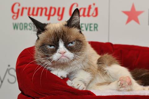 Are You Grumpy Cat Princess Monster Truck Or