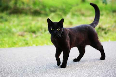 Warrior Cats Would You Make A Good Medicine Cat