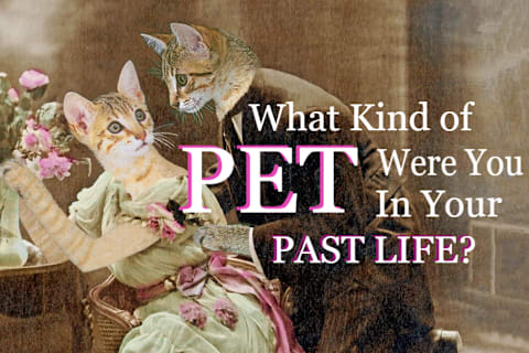 What Pet Were You In The Past Life
