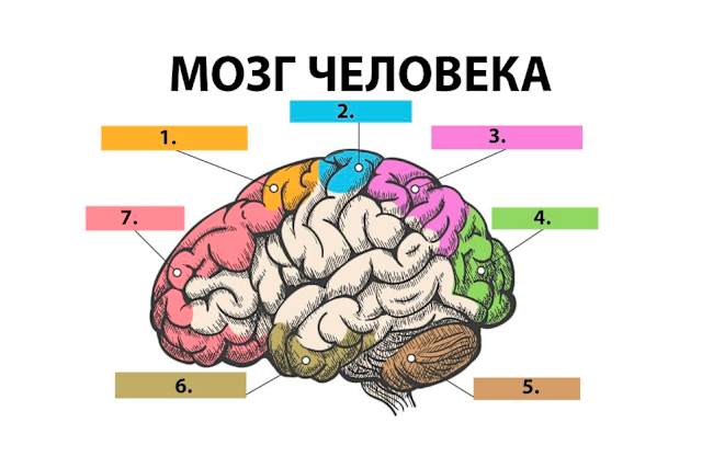 Отметь какими цифрами на рисунке обозначены следующие отделы мозга