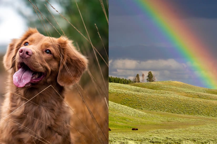 which dog fits your personality quiz