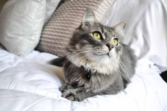 Polizei Einstellungstest Wurdest Du Ihn Bestehen Quiz Uni