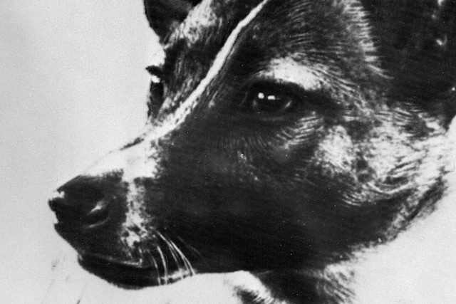 Quiz Journée Mondiale Du Chien Connaissez Vous Bien Ces