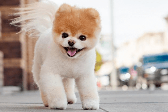 Quiz Journée Mondiale Du Chien Connaissez Vous Bien Ces