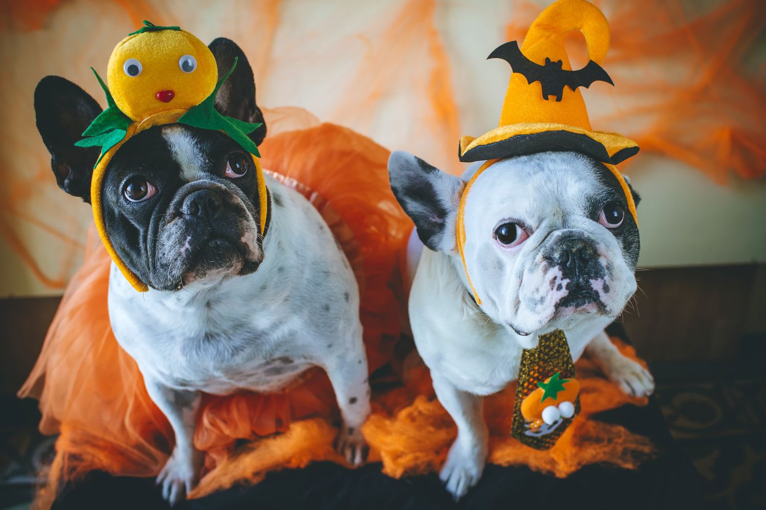 Two adorable Huskies and a cute Labrador dog dressed up as the Sanderson  sisters from Hocus Pocus fo…