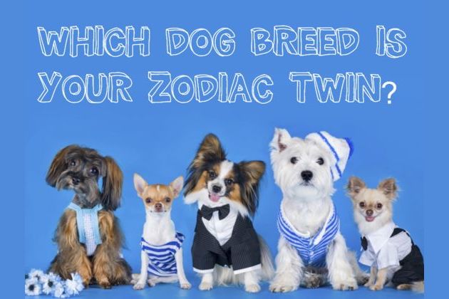 Which Dog Breed Should You Own According To Your Zodiac Sign?