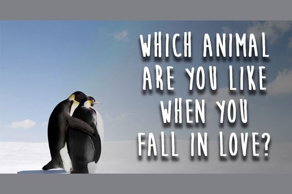 Which Animal Are You Like When You Fall In Love?