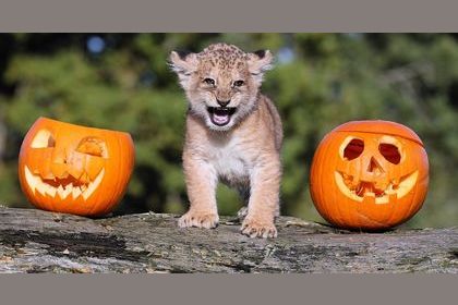 13 Animals Who Are So, So Happy It Is Fall