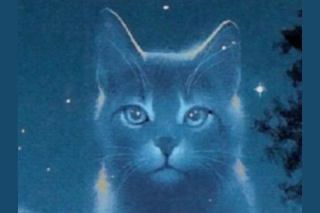 What Is Your Ideal Female Warrior Cat Name Female Cats Only