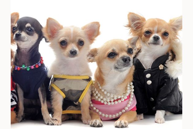 Pronounce chihuahua hotsell