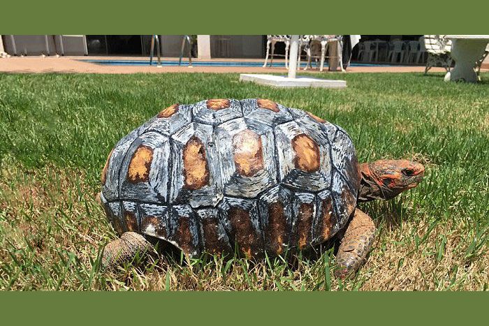 tortoise guess