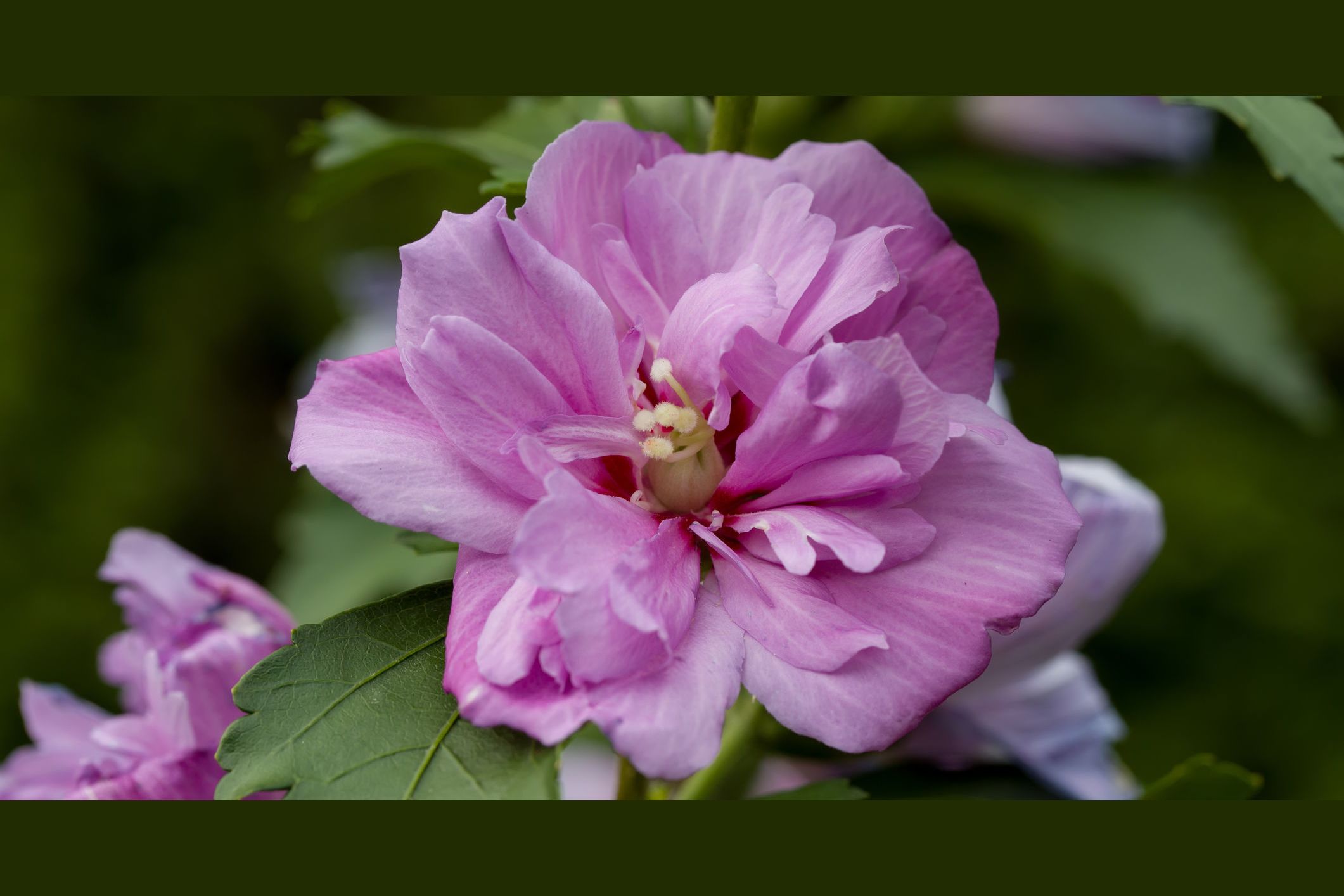 What Is Your Favorite Autumn Flower?