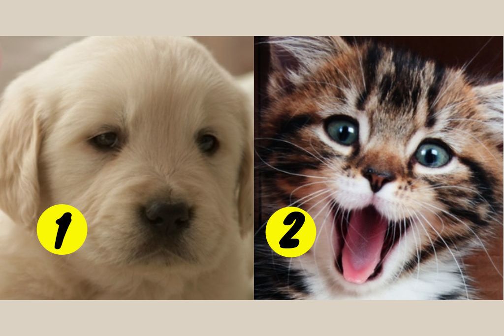 We Can Guess If You're A Dog Or Cat Person Based On Your Lifestyle