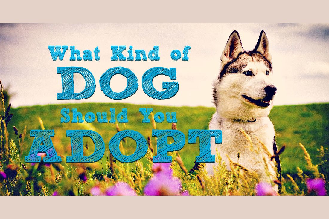 What Kind Of Dog Should You Adopt?