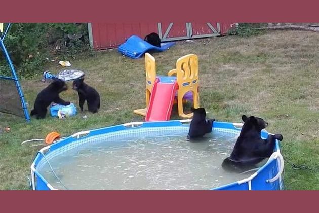 Family Of Adorable Bears Have A Pool Party!