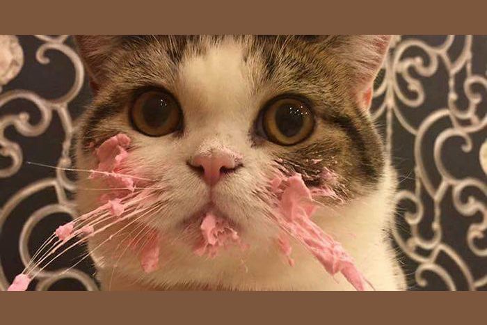 This Cat Eating It's Birthday Cake Is An Actual Cat And Not A Meme