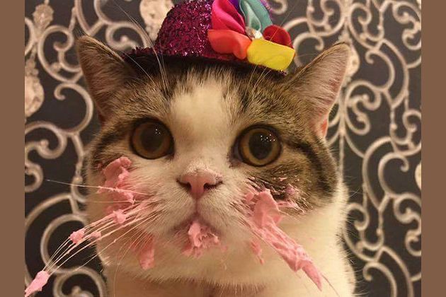 Birthday Cat High-Res Stock Video Footage - Getty Images