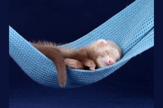 Which Of These Sleeping Animals Is The Most Adorable?