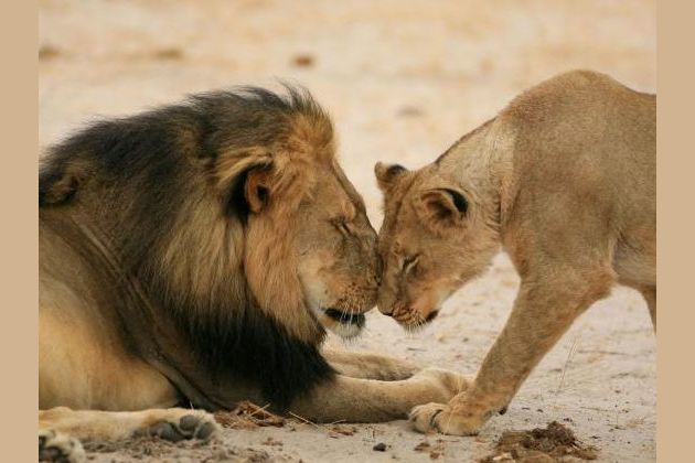 What Big Cat Are You