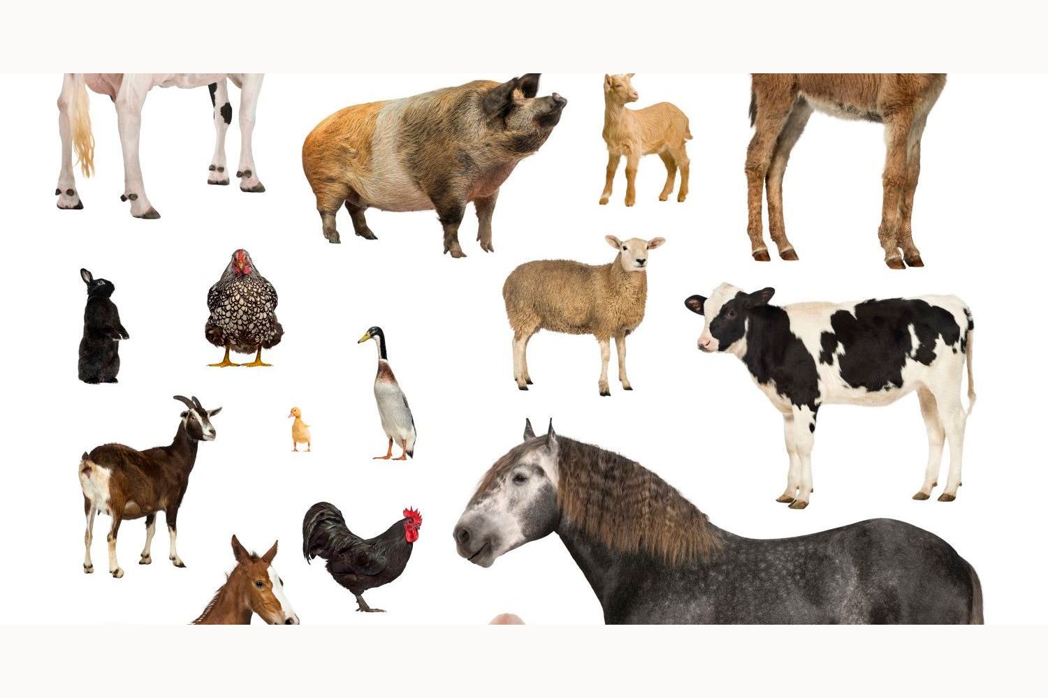Can You Recognize All of These Animals?