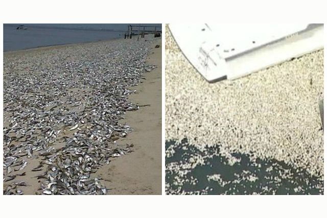 There Are Thousands Of Dead Fish In A New Jersey Marina Right Now, And ...