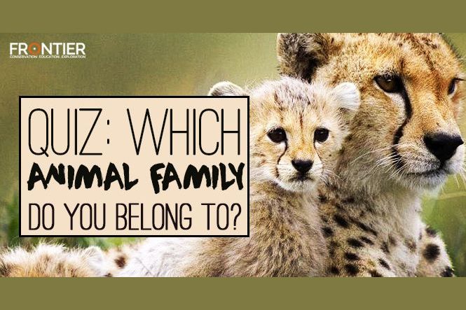 Which Animal Family Do You Belong To?