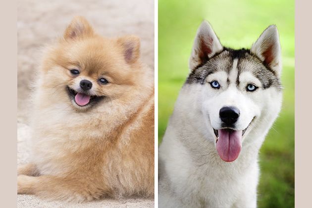 Esto es lo que sucede si cruzas dos razas de perros