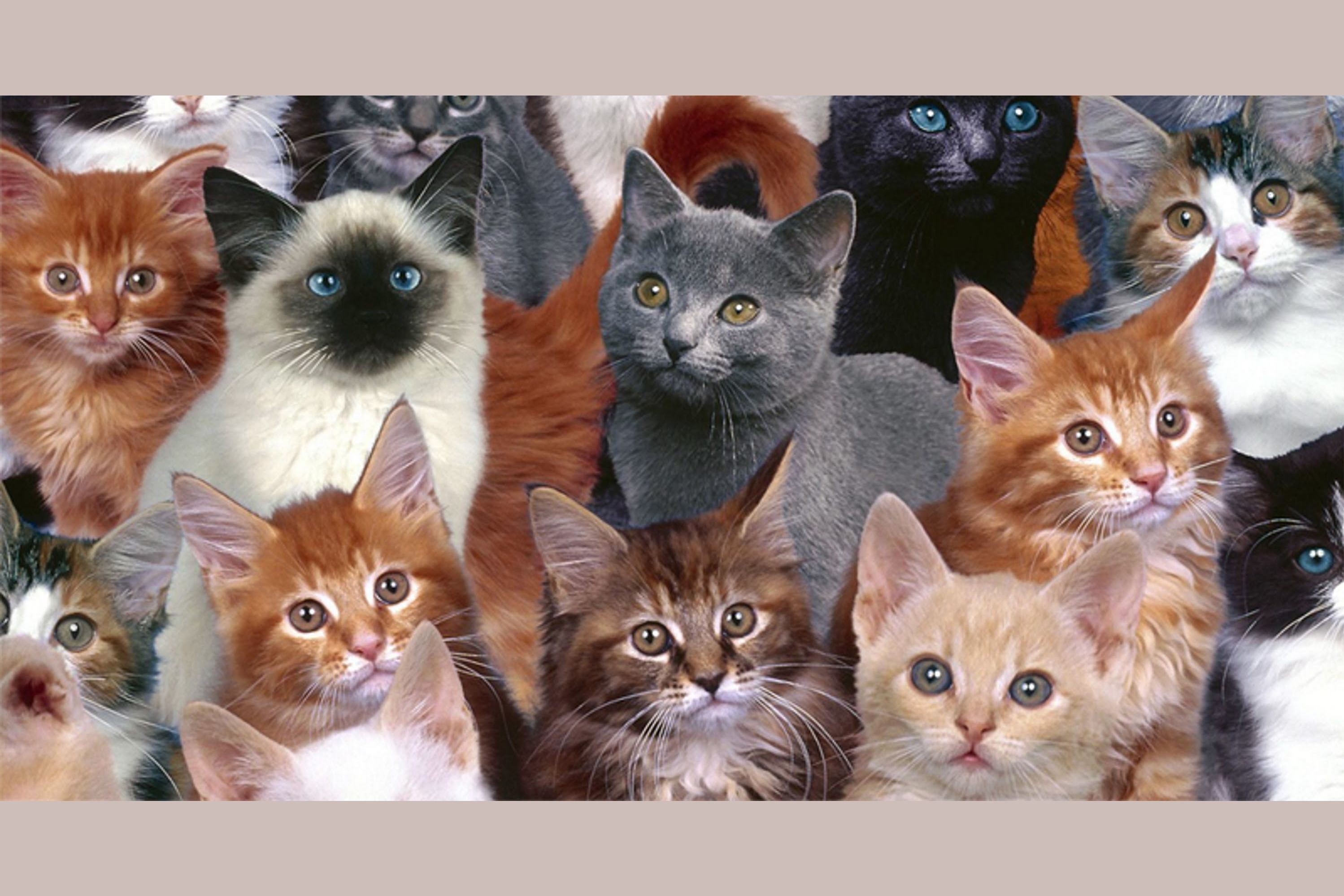 Много кисы. Разные кошки. Разные породы кошек. Кошки разных цветов. Много кошек.