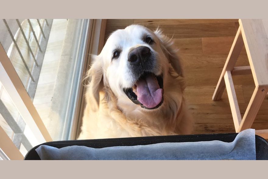 This Golden Retriever Has The Best Job Ever!