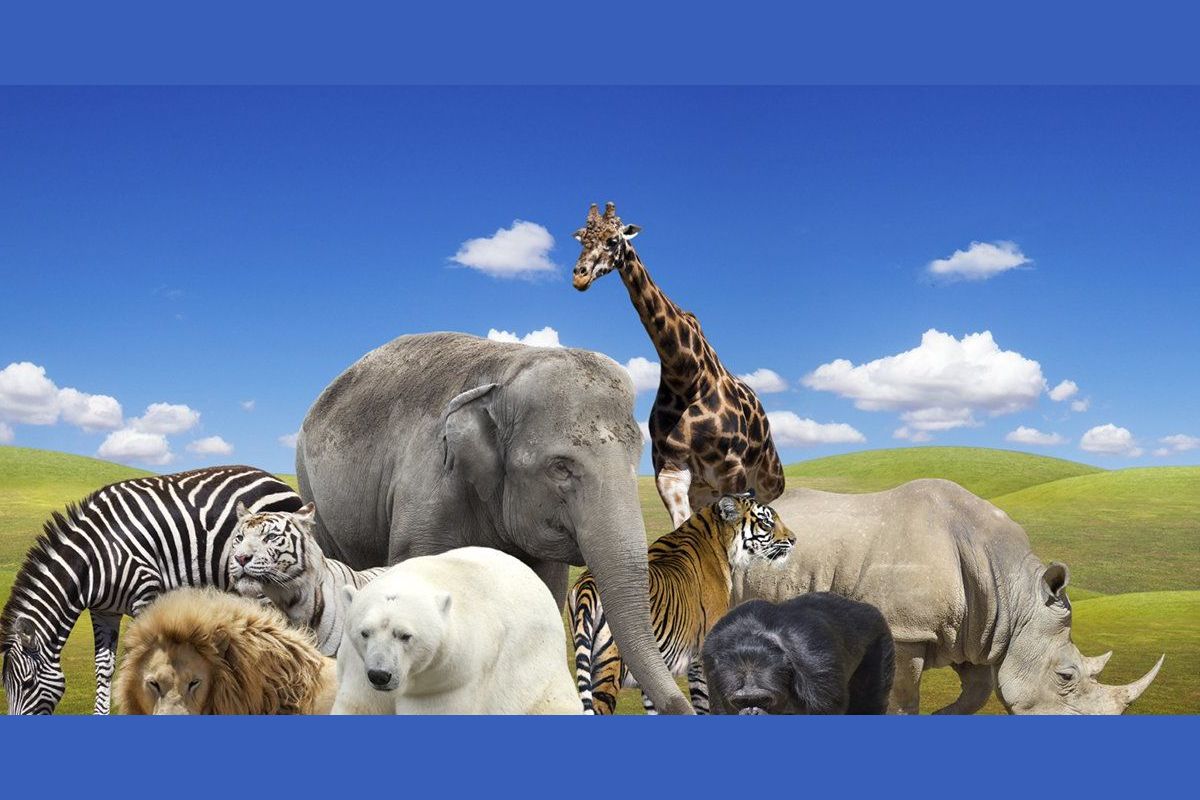 animal download link movie