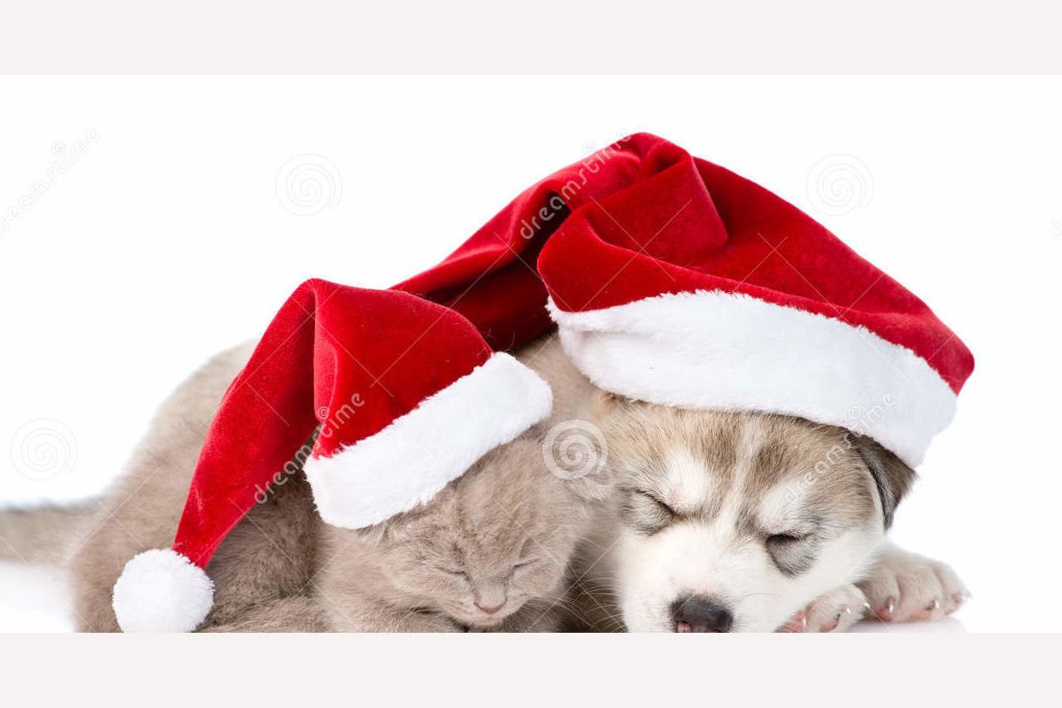 How Well Do You Know Dogs