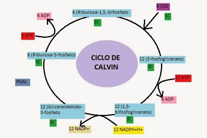 diagrama del ciclo de calvin en blanco