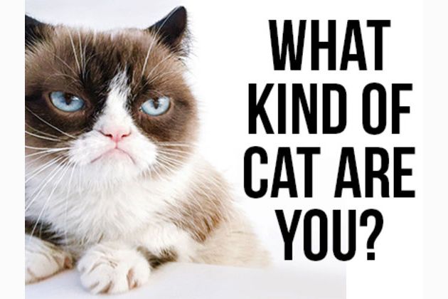 What Kind Of Cat Are You
