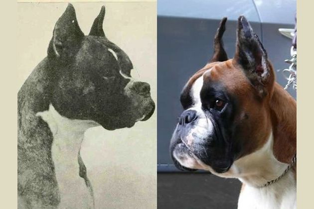 Purebred dogs then and deals now