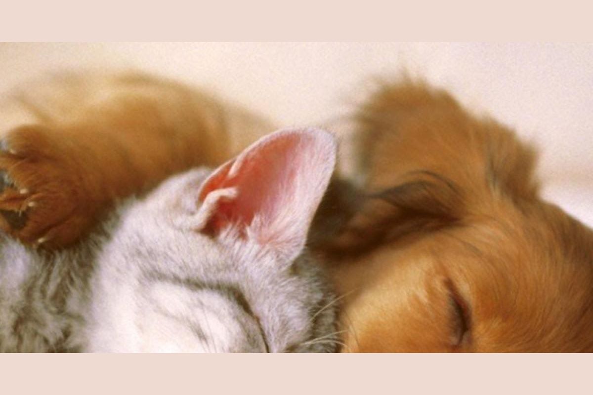 What pet should you get?