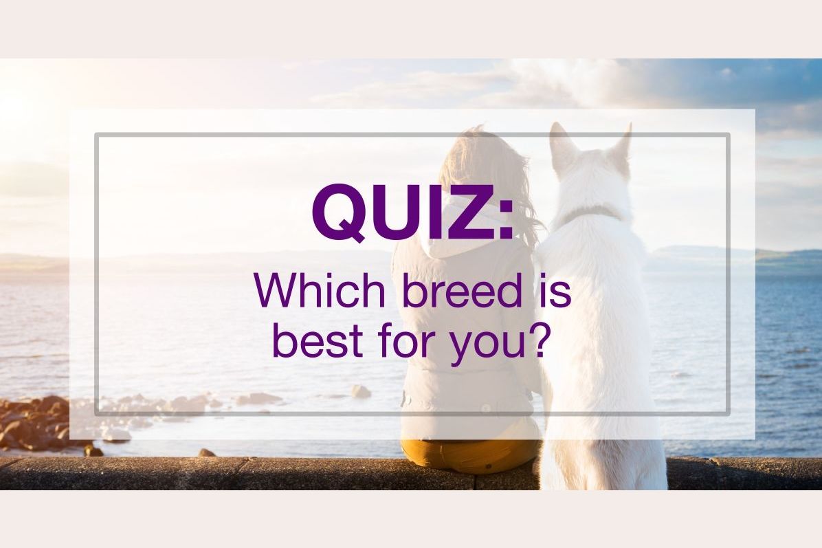 which-dog-breed-is-best-for-you